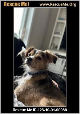 - Connecticut Dog Rescue - ADOPTIONS - Rescue Me!
