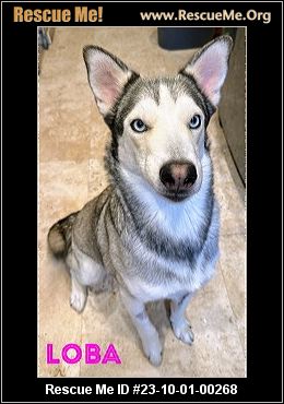 - California Siberian Husky Rescue - ADOPTIONS - Rescue Me!