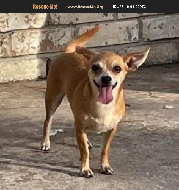 ADOPT 23100100273 ~ Chihuahua Rescue ~ Houston, TX