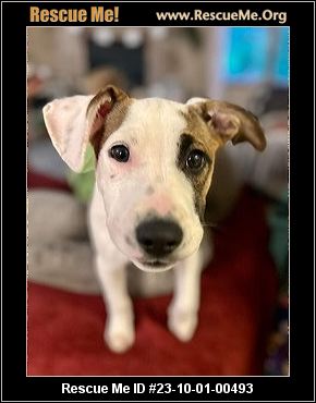 - Wisconsin Dog Rescue - ADOPTIONS - Rescue Me!