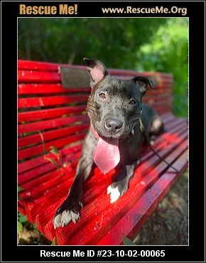 - Connecticut Dog Rescue - ADOPTIONS - Rescue Me!