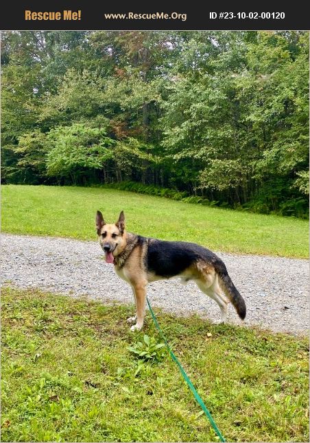 ADOPT 23100200120 ~ German Shepherd Rescue ~ Morristown, VT