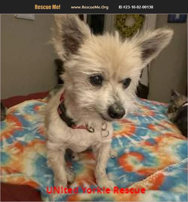ADOPT 23100200138 ~ Yorkie Rescue ~ Bell County, TX