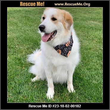 - Pennsylvania Dog Rescue - ADOPTIONS - Rescue Me!