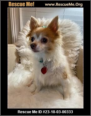 - Florida Chihuahua Rescue - ADOPTIONS - Rescue Me!