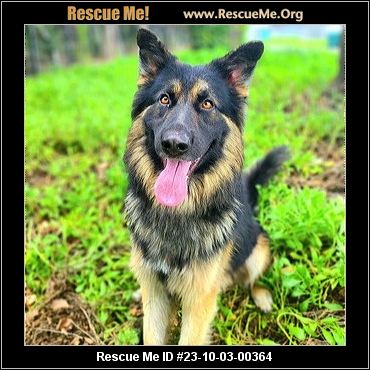 - Connecticut Dog Rescue - ADOPTIONS - Rescue Me!