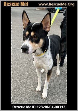 - California Australian Kelpie Rescue - ADOPTIONS - Rescue Me!