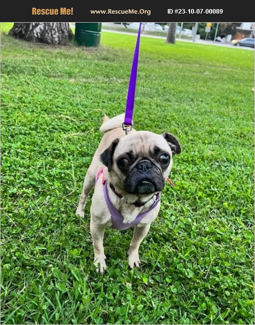 ADOPT 23100700089 ~ Pug Rescue ~ Studio City, CA