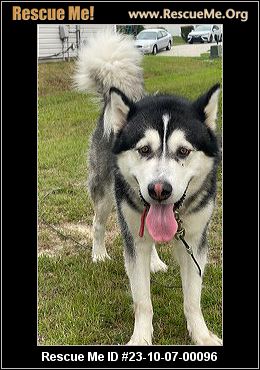 - South Carolina Alaskan Malamute Rescue - ADOPTIONS - Rescue Me!