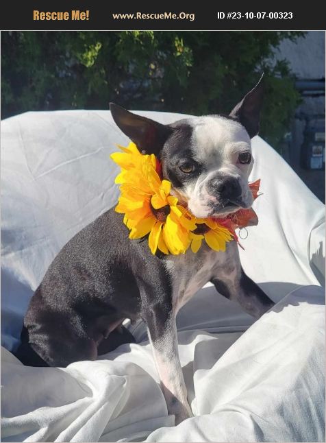 ADOPT 23100700323 ~ Boston Terrier Rescue ~ Muskego, WI