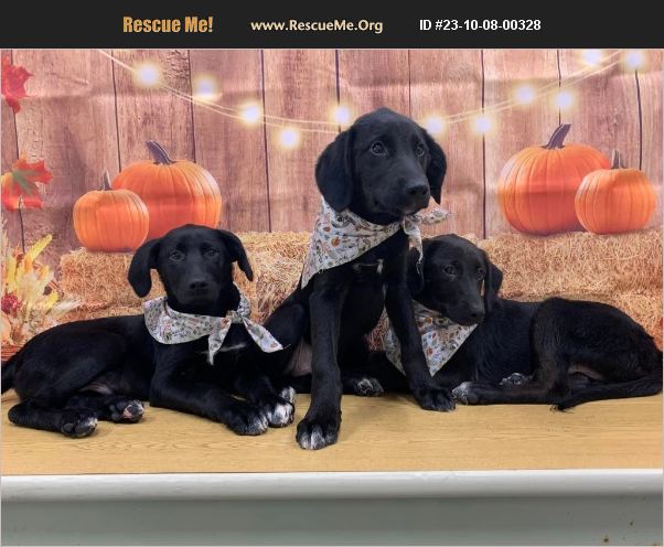Lab Mix Rescue ADOPT 23100800328 ~ Lab Rescue ~ Bethel, CT