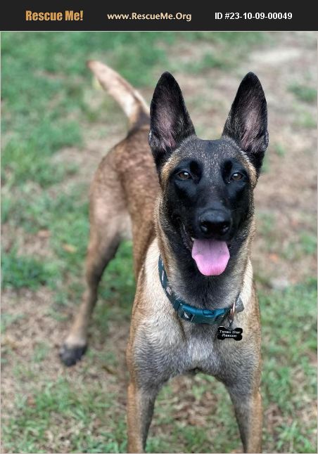 ADOPT 23100900049 ~ Belgian Malinois Rescue ~ Longview, TX