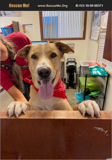 ADOPT 23100900371 ~ Lab Rescue ~ Phoenix, AZ