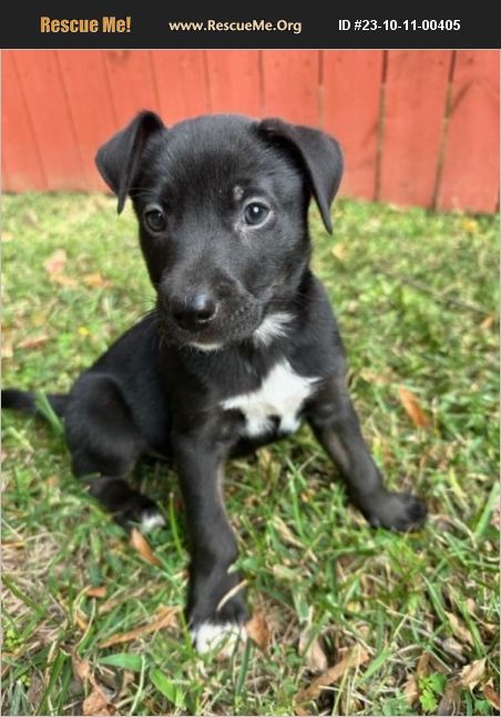 ADOPT 23101100405 ~ German Shepherd Rescue ~ Fredericksburg, VA