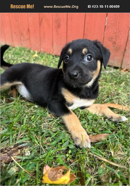 ADOPT 23101100409 ~ German Shepherd Rescue ~ Fredericksburg, VA