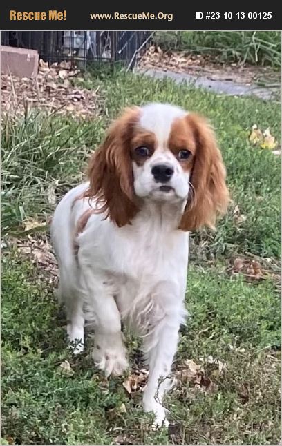 ADOPT 23101300125 ~ Cocker Spaniel Rescue ~ Miami, OK