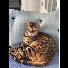 Cat for adoption - Louis Vuitton , a Bengal in Miami Beach, FL