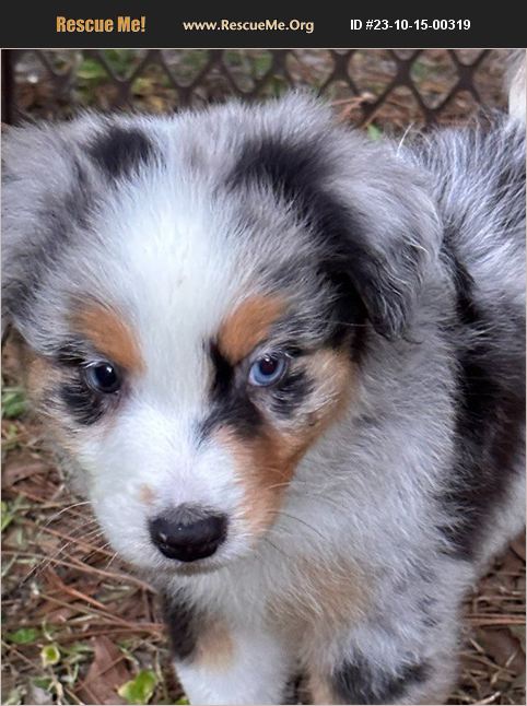 ADOPT 23101500319 ~ Australian Shepherd Rescue ~ DUNNELLON, FL