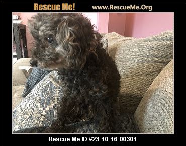 - Texas Poodle Rescue - ADOPTIONS - Rescue Me!