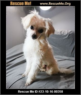 Wisconsin Rescue Dogs - Wisconsin Dog Rescue - ADOPTIONS - Rescue Me!