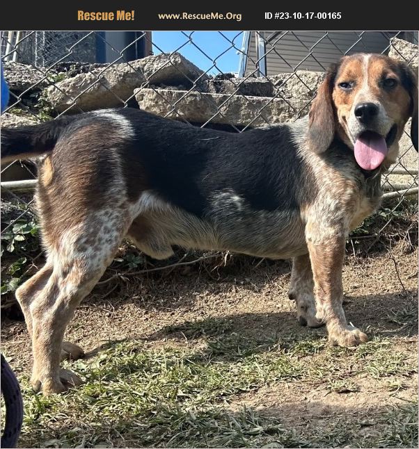 ADOPT 23101700165 ~ Beagle Rescue ~ cambridge, OH