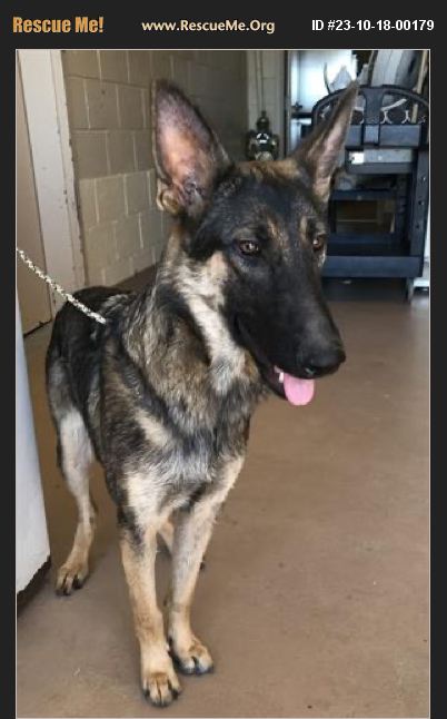 ADOPT 23101800179 ~ German Shepherd Rescue ~ Jonesboro, GA