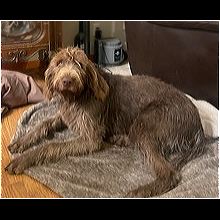 Wirehaired pointing best sale griffon georgia