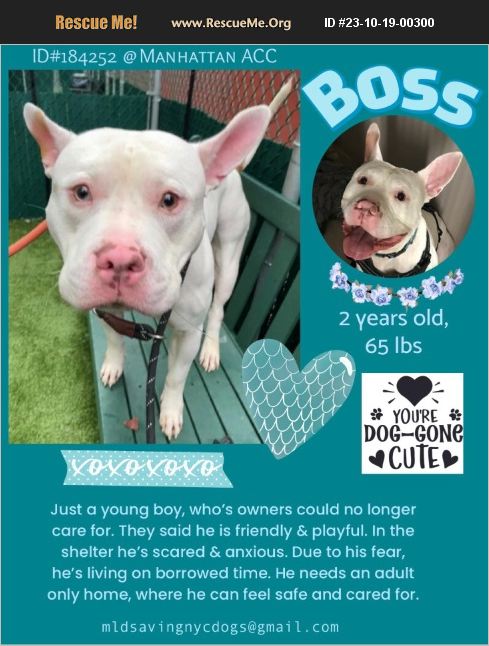 Bull Rescue Robot ADOPT 23101900300 ~ Pit Bull Rescue ~ New York