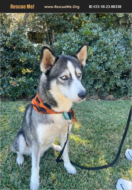 ADOPT 23102300338 ~ Siberian Husky Rescue ~ Wilmington, NC