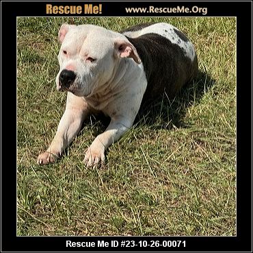 - Florida Pit Bull Rescue - ADOPTIONS - Rescue Me!