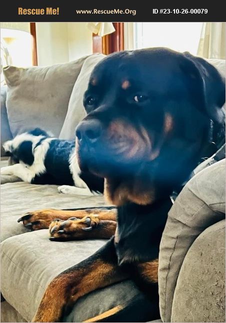 ADOPT 23102600079 ~ Rottweiler Rescue ~ Hamburg, PA
