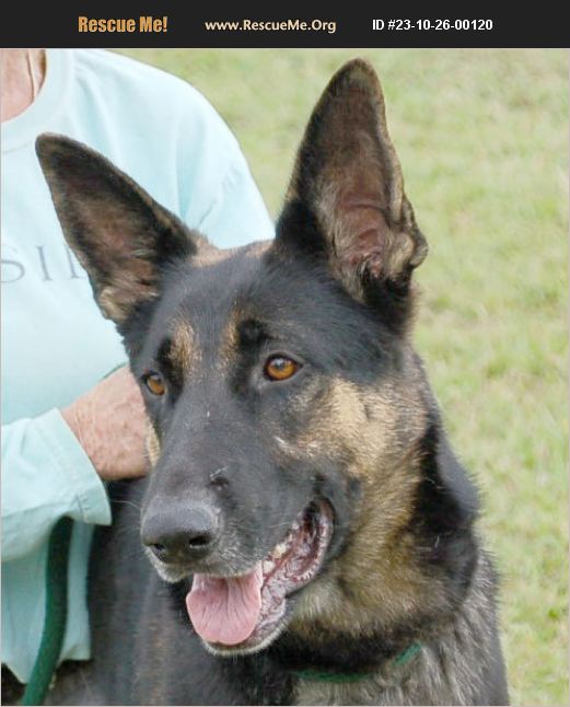 ADOPT 23102600120 ~ German Shepherd Rescue ~ Preston, CT