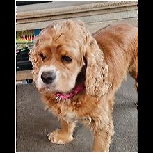 Understanding Lady, A Cocker Spaniel with Chutzpah: A Riverview