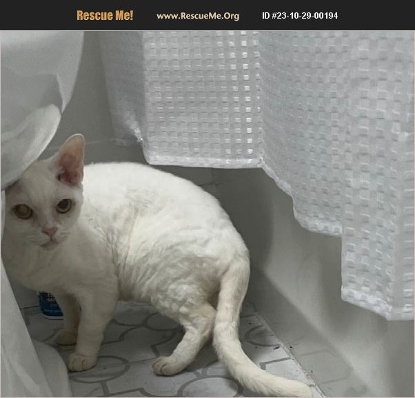 ADOPT 23102900194 ~ Devon Rex Rescue ~ Gainesville, FL