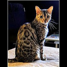 Cat for adoption - Louis Vuitton , a Bengal in Miami Beach, FL