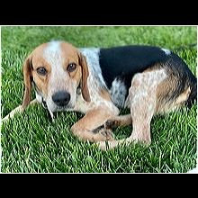 Providence, RI - Dachshund/Beagle. Meet Alaric KL in MS a Pet for Adoption  - AdoptaPet.com