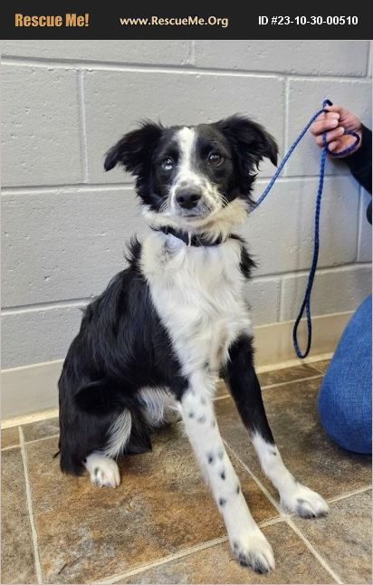 ADOPT 23103000510 ~ Australian Shepherd Rescue ~ Parsons, KS