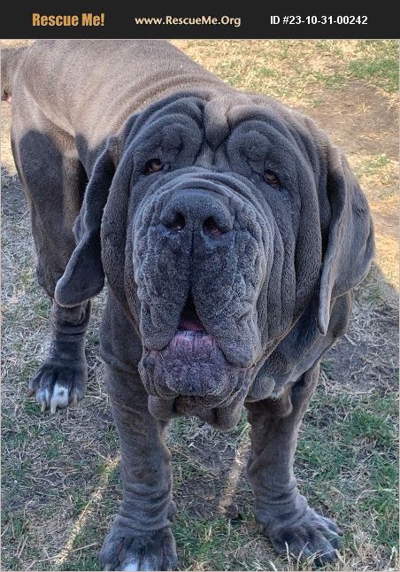 ADOPT 23103100242 ~ Neapolitan Mastiff Rescue ~ Josephine, TX