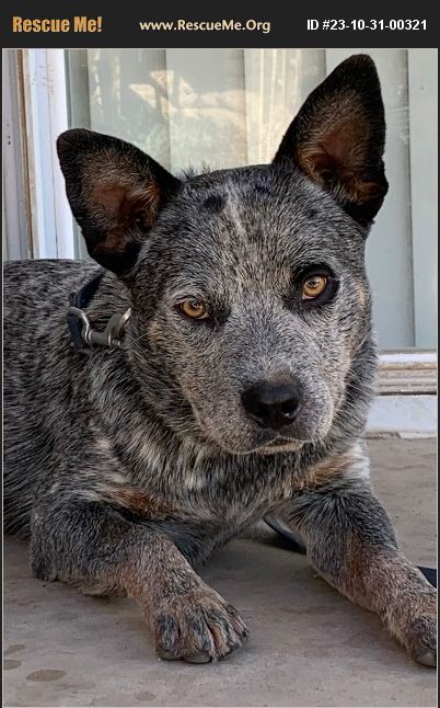 ADOPT 23103100321 ~ Australian Cattle Dog Rescue ~ Chowchilla, CA