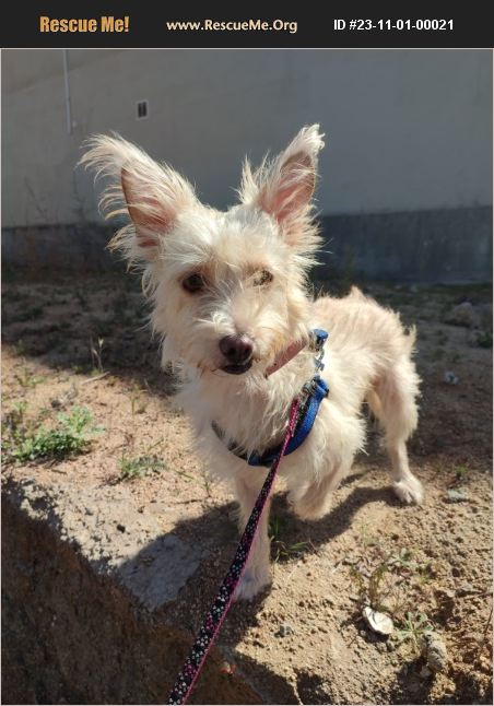 ADOPT 23110100021 ~ Yorkie Rescue ~ Los Angeles, CA