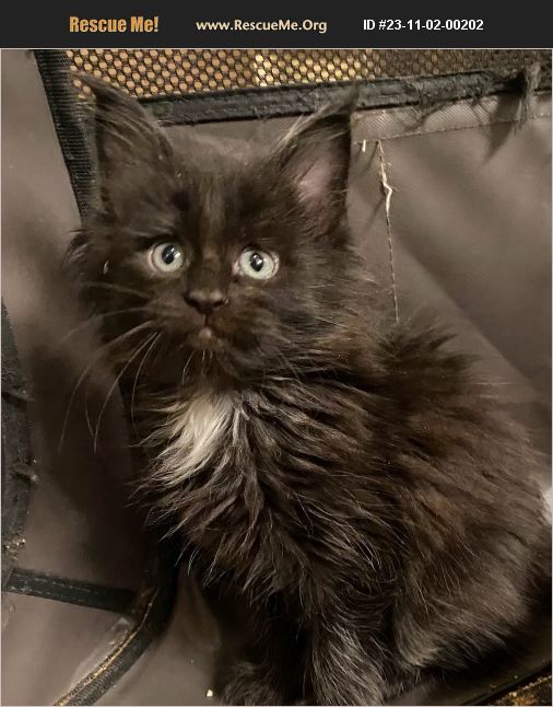 ADOPT 23110200202 ~ Maine Coon Rescue ~ Novato, CA