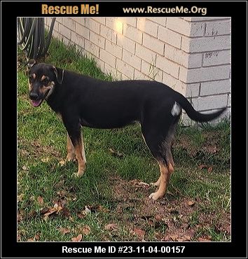 - Texas Australian Cattle Dog Rescue - ADOPTIONS - Rescue Me!