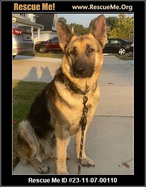 - North Carolina German Shepherd Rescue - ADOPTIONS - Rescue Me!