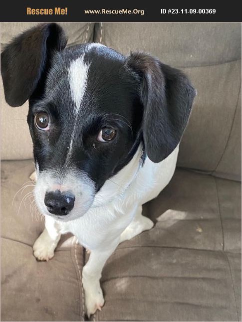 ADOPT 23110900369 ~ Rat Terrier Rescue ~ Sagaponack, NY