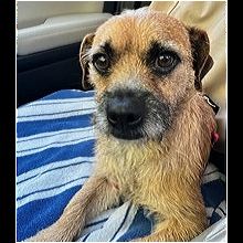 Dog for adoption - EVA, a Border Terrier & Jack Russell Terrier Mix in Pico  Rivera, CA