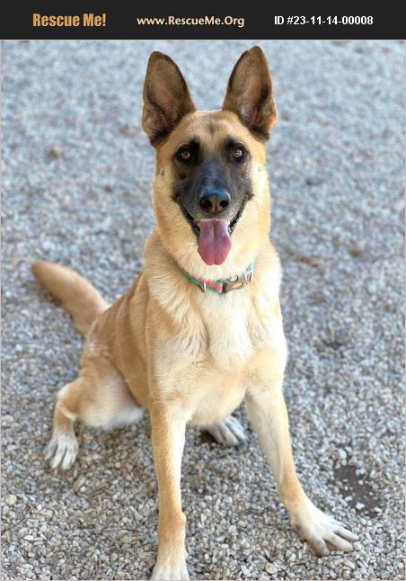 ADOPT 23111400008 ~ German Shepherd Rescue ~ Wisconsin