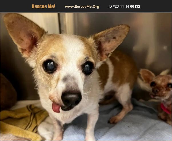 ADOPT 23111400132 ~ Chihuahua Rescue ~ Moreno Valley, CA