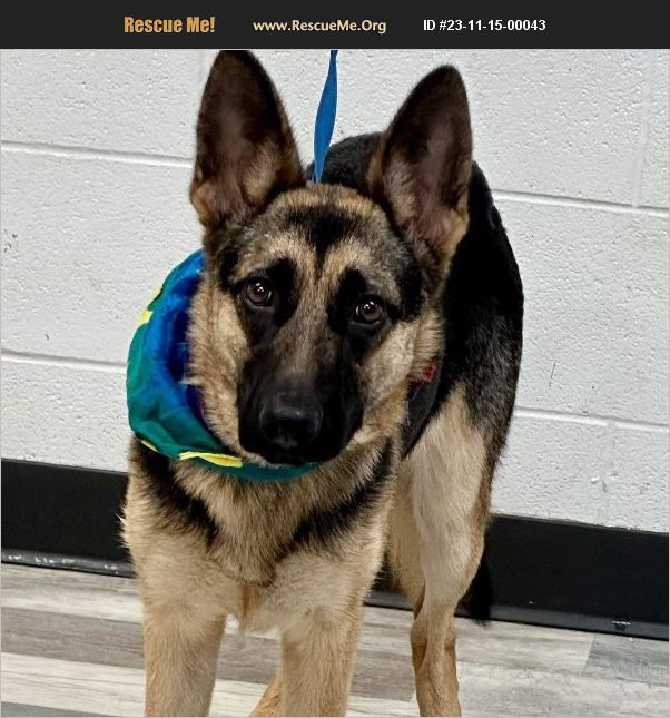 ADOPT 23111500043 ~ German Shepherd Rescue ~ Richmond, VA