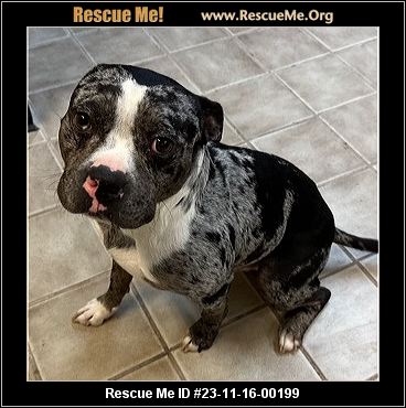 - Florida American Staffordshire Terrier Rescue - ADOPTIONS - Rescue Me!