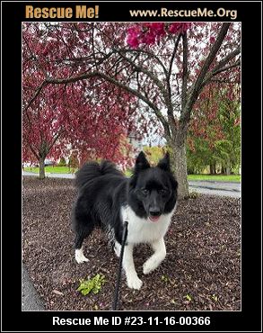 - Connecticut Dog Rescue - ADOPTIONS - Rescue Me!